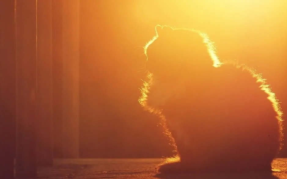 A cat is standing in the sunlight near a window.