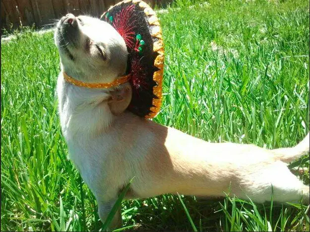 A dog with a frisbee in its mouth.