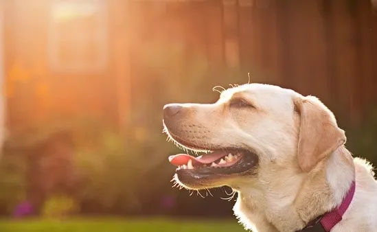 A dog is looking up at the sky