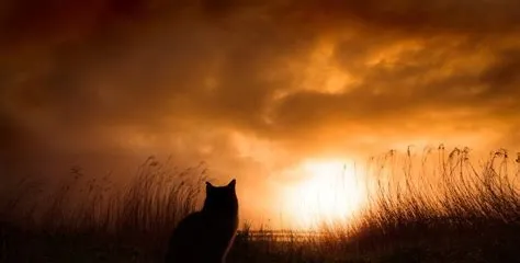 A cat sitting in front of the sun.