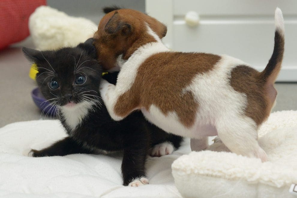 A cat and dog playing together on the bed.