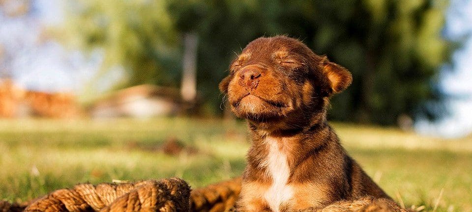 A dog that is laying down in the grass.