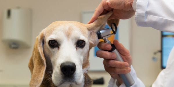 A dog getting his ears checked by an ear doctor.