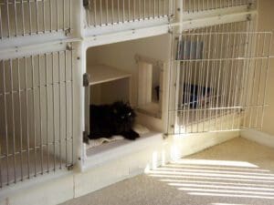 A black cat sitting in its cage with the door open at a cat kennel.