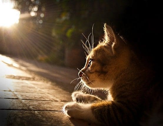 A cat sitting on the ground in front of some trees