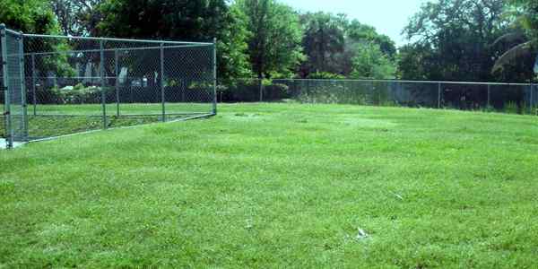 A field with grass and trees in the background.