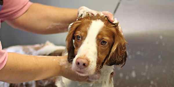 A dog being washed by someone with his head in the sink.