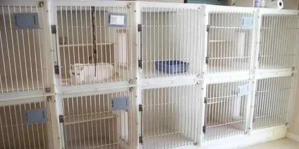 A group of white cats in their cages.