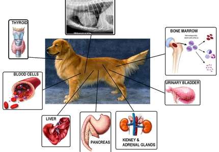 A dog with various parts of its body shown.