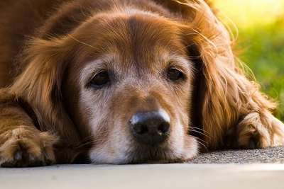 A dog laying on the ground with its head down.