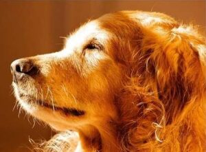A dog with its head up and eyes closed and sun shining on his face.