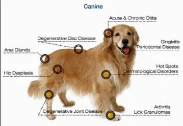 A dog with many different labeled parts on it.