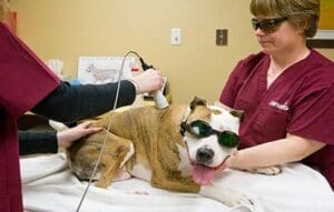 A dog wearing protective goggles receiving laser therapy performed by two people in red scrubs.
