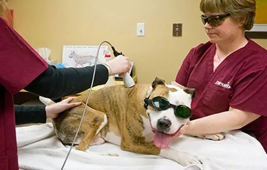 A dog being groomed by a vet and another person.