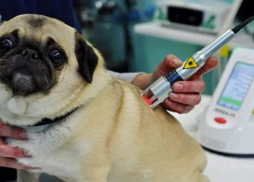 A dog is being examined by someone with a device.