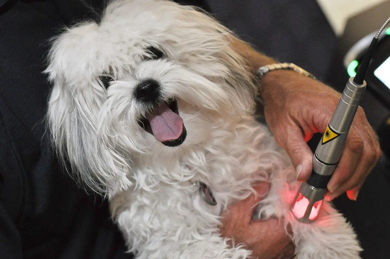 A white dog is being petted by someone.