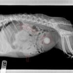 A x ray image of a dog with bladder and kidney stones circled in red.