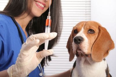 A woman holding a syringe in front of a dog.