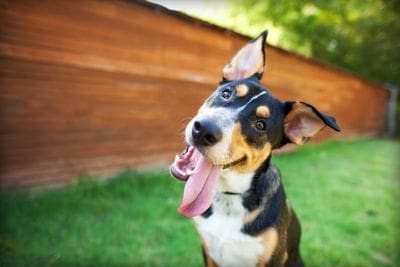 A dog with its tongue hanging out in the grass.