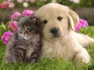 A puppy and kitten cuddled together sitting in grass with flowers.