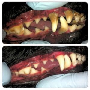 A close up of a dog's teeth before a teeth cleaning showing yellow and brown tartar buildup. An after cleaning photo.