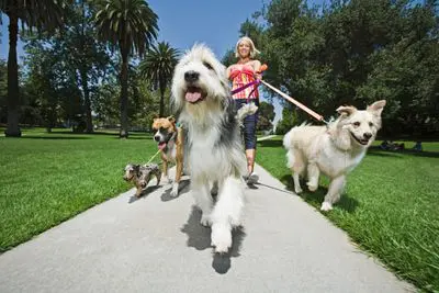 A woman walking two dogs on a leash.