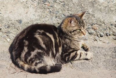 A cat is laying on the ground outside.