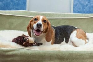 A beagle dog sitting on a foam bed with a toy.