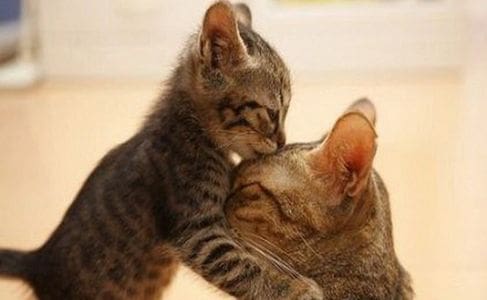 Two cats are cuddling on the floor.