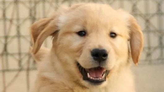 A close up of a dog 's face with its mouth open