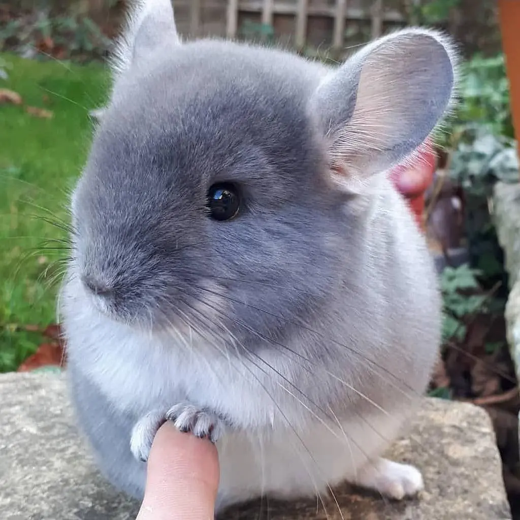 A gray and white hamster sitting on top of a rock.