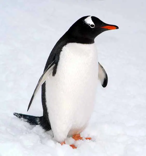 A penguin standing in the snow with its wings spread.