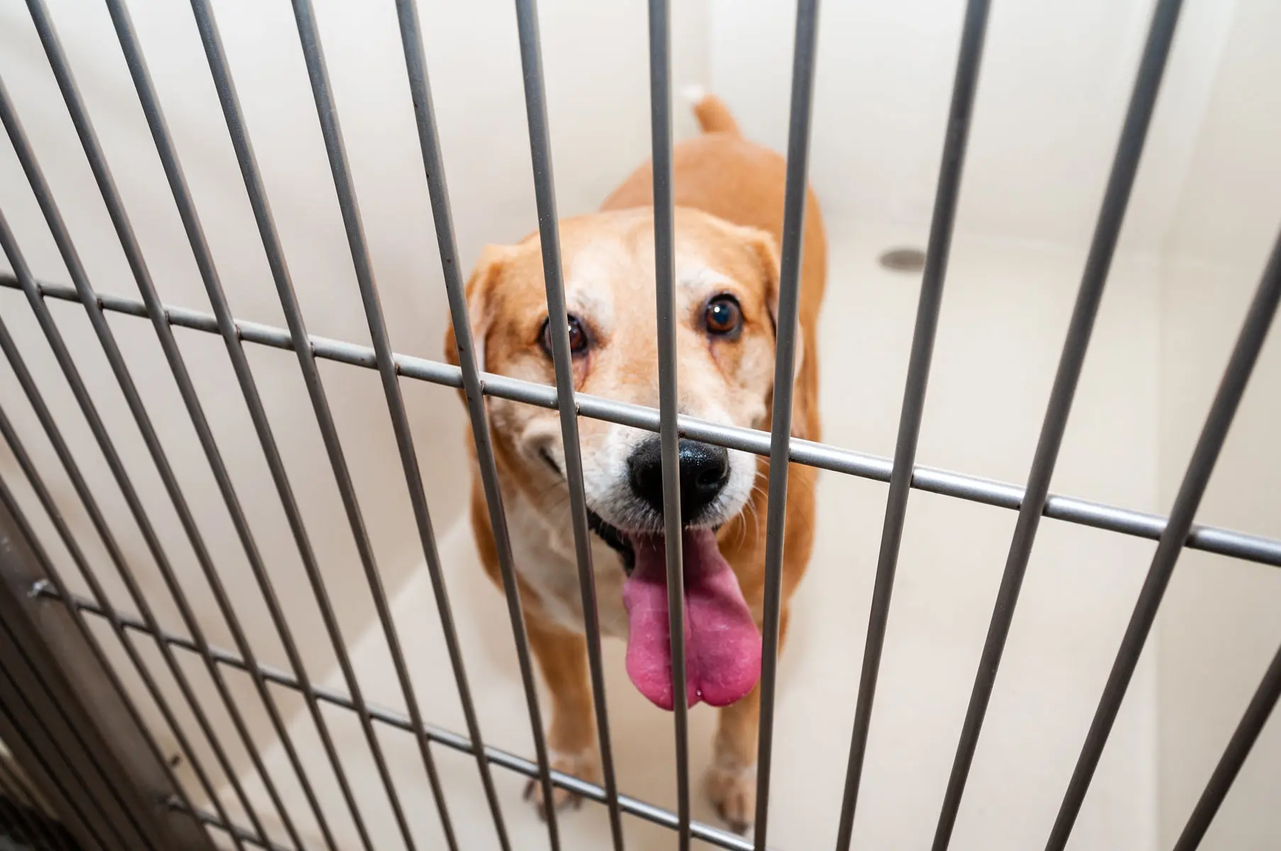 A dog in its cage looking at the camera.