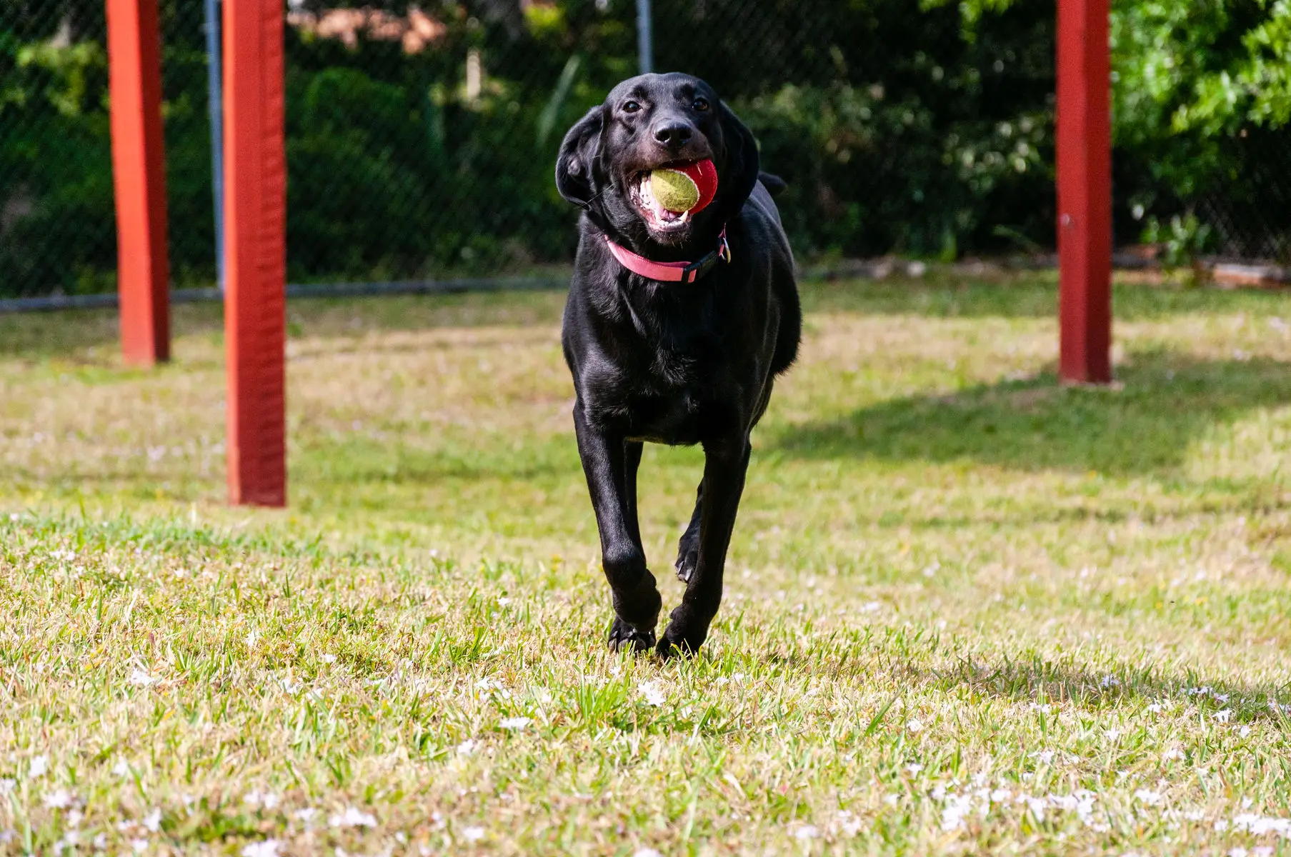 A black dog running through the grass with a ball in its mouth.