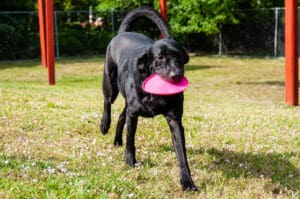 A black dog carrying a red frisbee.