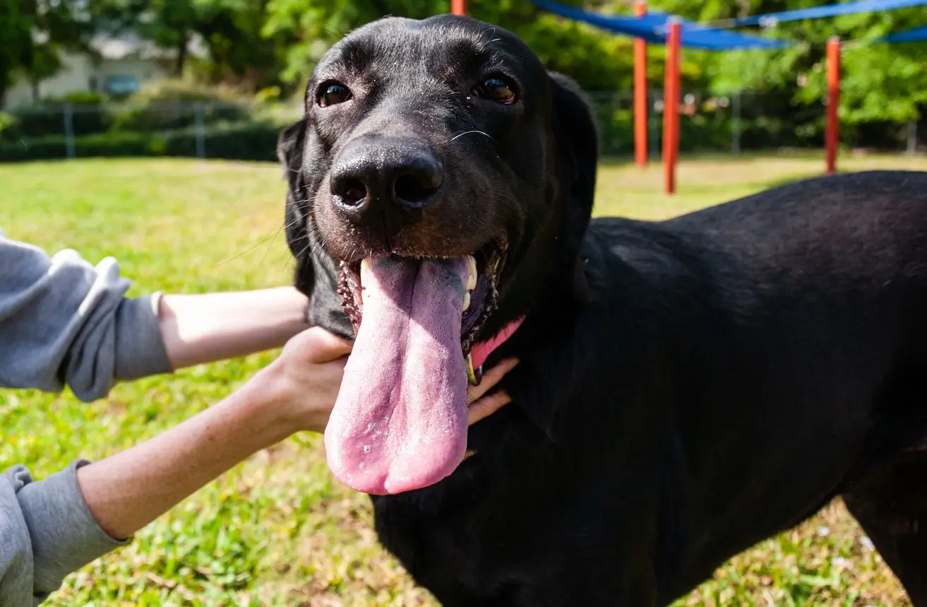 A black dog is being petted by someone outside.