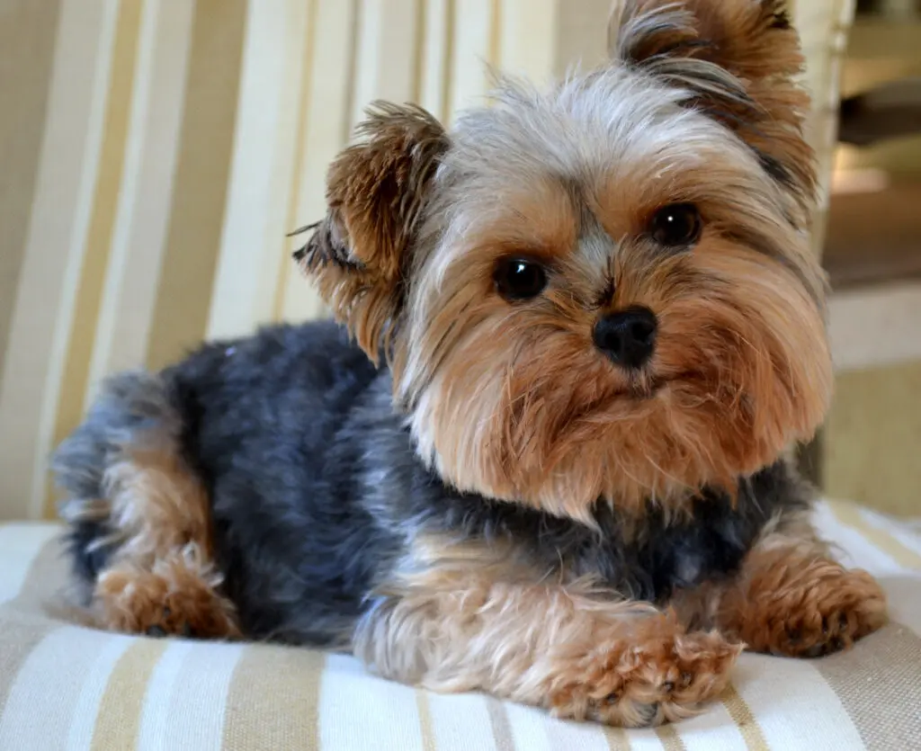 A small dog sitting on top of a chair.