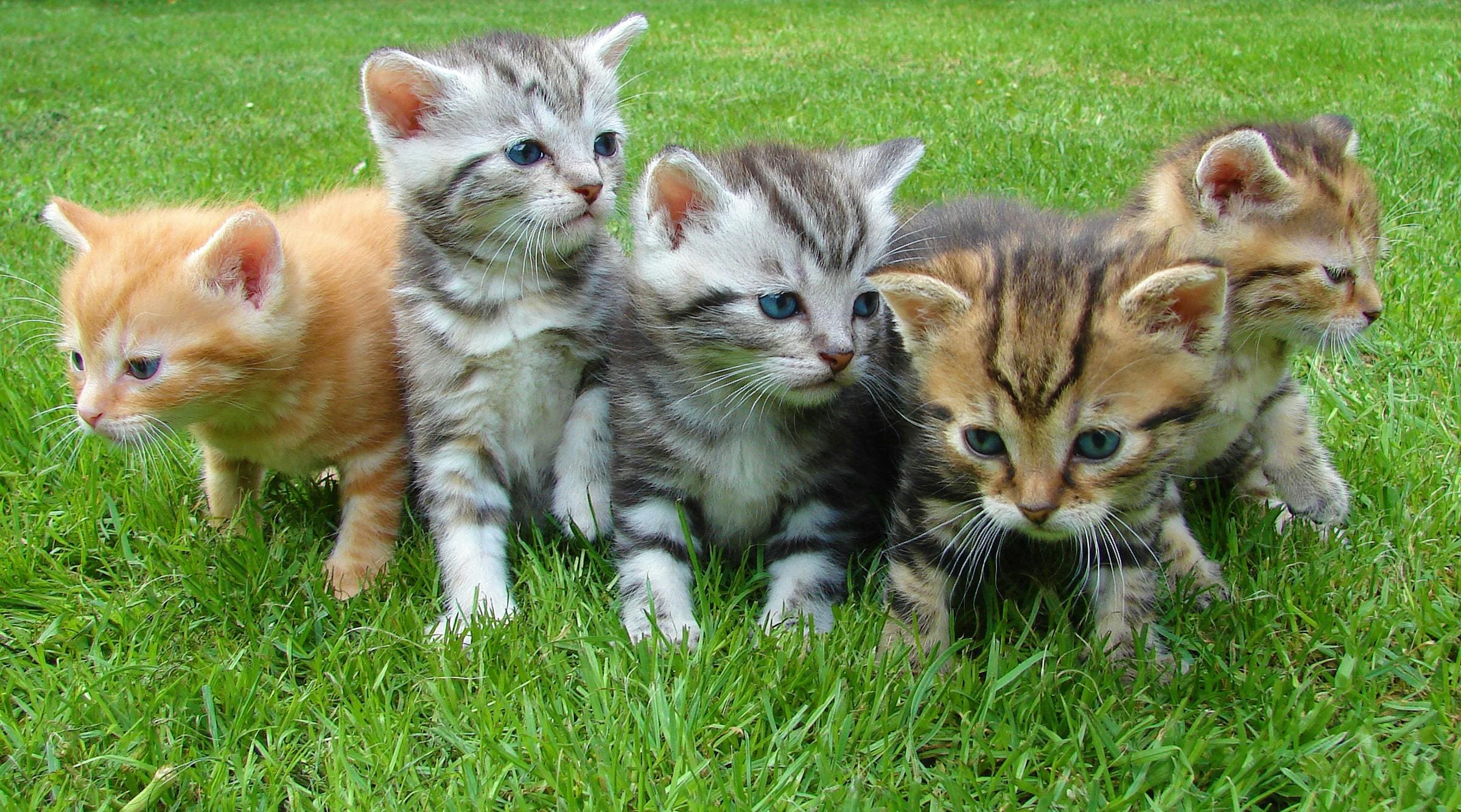 A group of kittens sitting in the grass.