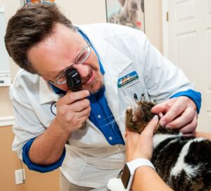Doctor Fontenot examining a cat's eyes during an exam